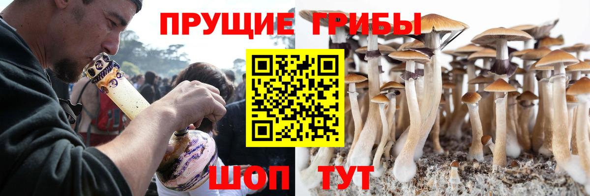 Галлюциногенные грибы Cubensis Черкесск